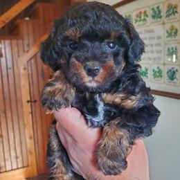 Poodle Puppies from Cedar House Heritage Poodles | AKC Toy & Miniature Poodle Puppies Raised in Home