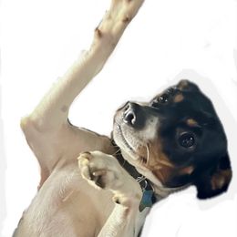 Rat Terrier Puppies from Haiku Rat Terriers