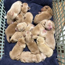 Oakley (black) - Golden male Golden Retriever puppy in Franklin, West Virginia from Wildmour K9