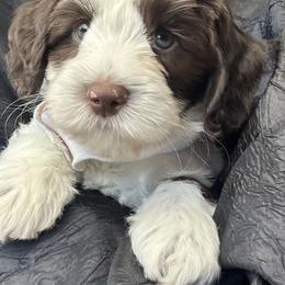 Spanky - Chocolate male Australian Labradoodle puppy in Dawson, Georgia from Still Pond Australian Labradoodles