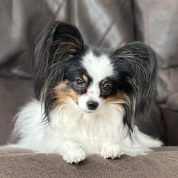 Indy - Papillon