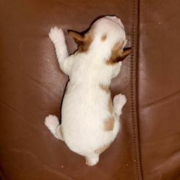 Tootie - Blenheim female Cavalier King Charles Spaniel puppy in Unicoi, Tennessee from Unaka Mountain Corgis