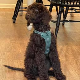 Dolly - Goldendoodle