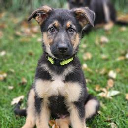 German Shepherd Puppies from Evergreen Acres