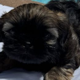 Shih Tzus from Absolute heavenly Shih Tzu’s