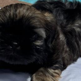 Shih Tzus from Absolute heavenly Shih Tzu’s