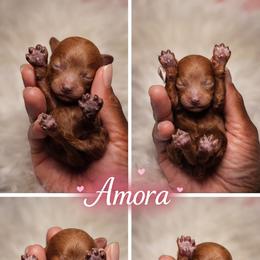 Amora - Red  female Poodle puppy in Durham, North Carolina from Baileys Paws and Furs