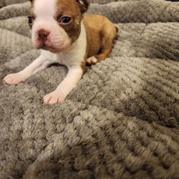 Boston Terrier Puppies from Bostic's bostons