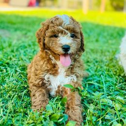 Freddy - Red  male Goldendoodle puppy in Naples, Florida from Paradise Coast Doodles