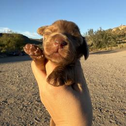 George - Dapple male Dachshund puppy in Gold Canyon, Arizona from Silverking Kennels