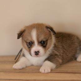 Grey collar- Yogi - Sable male Pembroke Welsh Corgi puppy in Waverly Hall, Georgia from 6g Ranch Corgis