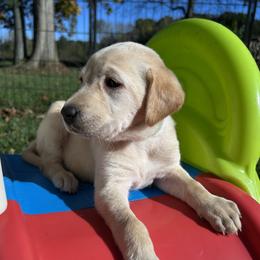 Sara (Low) - Yellow female Labrador Retriever puppy in Alger, Ohio from Osborne Family Retrievers