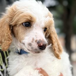 Poodles from Double R Poodles