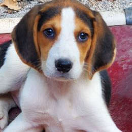 American Foxhound Puppies from Tri County Kennel