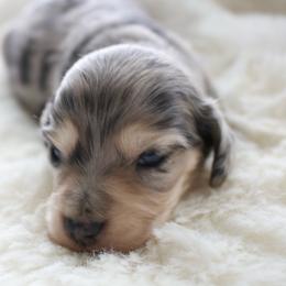 Pearl - Dapple female Dachshund puppy in Morrow, Ohio from Courtney’s Colorful Doxies