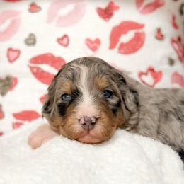 Murray - Merle male Bernedoodle puppy in Kilgore, Texas from Furry Tail Doodles