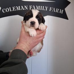 Queen Anne - White and brown female Saint Bernard puppy in Kinsman, Ohio from Coleman Saint Bernards of Ohio