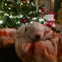 Blue - White male Samoyed puppy in San Antonio, Texas from Hill Country Samoyeds