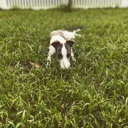 Whippet All Grown Up from Cheshire Whippets
