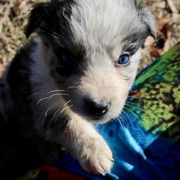 Jenson - Blue merle male Australian Shepherd puppy in Four Oaks, North Carolina from RoseWest Farms