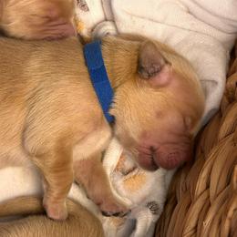 Dark Blue - Golden male Golden Retriever puppy in Bonanza, Oregon from Gold 'N Dust Ranch