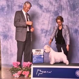 Soraya - West Highland White Terrier