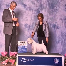 Soraya - West Highland White Terrier