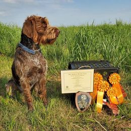 Blue - Wirehaired Pointing Griffon