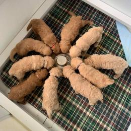 Goldendoodle Puppies from Bear Ridge Doodles