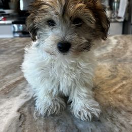 Paris - Sable female Yorkipoo puppy in from Pink Poodles and Doodles