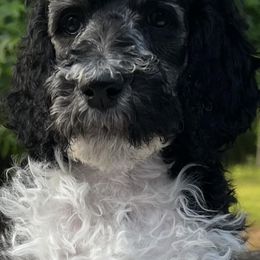 Poodles from Telyn's Poodles Where We Have Standards