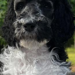 Poodles from Telyn's Poodles Where We Have Standards