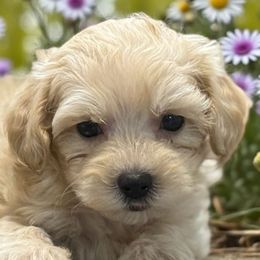 Tonka - Apricot male Maltipoo puppy in Lebanon, Kentucky from Mosaic Merle Doodles