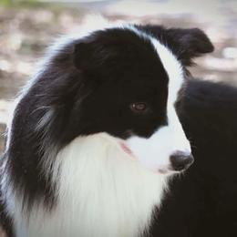 Sir - Border Collie