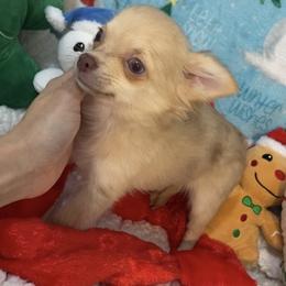 Remi - Merle male Chihuahua puppy in Hillsboro, Texas from Pikanoo Pups