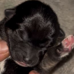 Emi - Black and tan female Shiba Inu puppy in Clewiston, Florida from Animal Farm Shiba Inus & Mameshibas