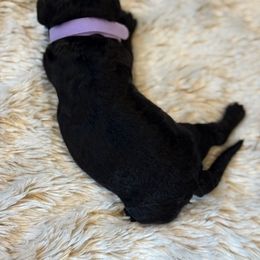 Kari - Black female Havapoo puppy in Olympia, Washington from Che Bella Amore Lagotti