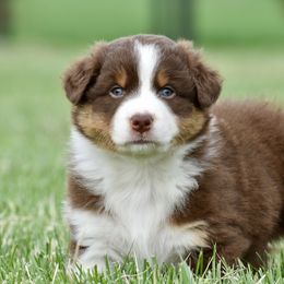 Buzz - Red tri-color Australian Shepherd puppy in Denton, Maryland from Oak Haven Aussies