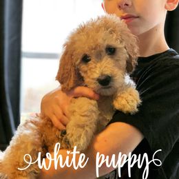 Goldendoodle Puppies from Little Doodle Love