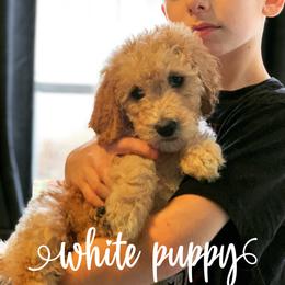 Goldendoodle Puppies from Little Doodle Love