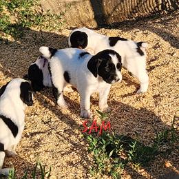 Sam - Black and white male English Springer Spaniel puppy in Craig, Nebraska from Fur & Feathers Kennel