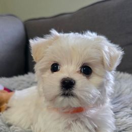 Chip - Health Tested Parents - White male Maltese puppy in Greenville, North Carolina from Amanda's Sugar Sweet Puppies