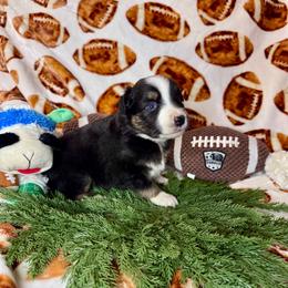 Hitch (Trailblazer) - Black tri-color male Australian Shepherd puppy in California from Eagle River Aussies