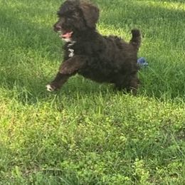 Miniature Australian Shepherd and Poodle Puppies from Triple J Aussies SD