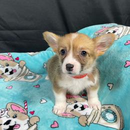 Sleepy - Red female Pembroke Welsh Corgi puppy in Barstow, California from Caldwell’s Corgis of Southern California