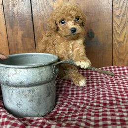 Oliver - Red  male Poodle puppy in Utica, Ohio from Poodle Me Crazy