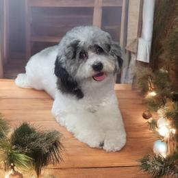 Merle - Cavapoo