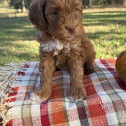 Corn Maze - Red  male Goldendoodle puppy in Nacogdoches, Texas from Designer Doodles