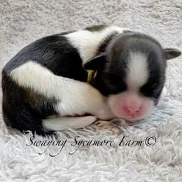 Black and White Male - Lime Collar - Black and white male Shih Tzu puppy in Crawfordsville, Indiana from Swaying Sycamore Farm