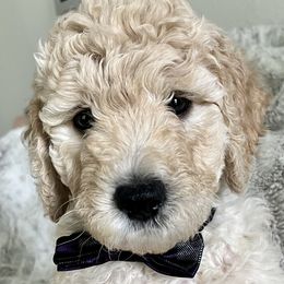 Boy 2 - Cream Goldendoodle puppy in Orlando, Florida from Lorraine's Doodles